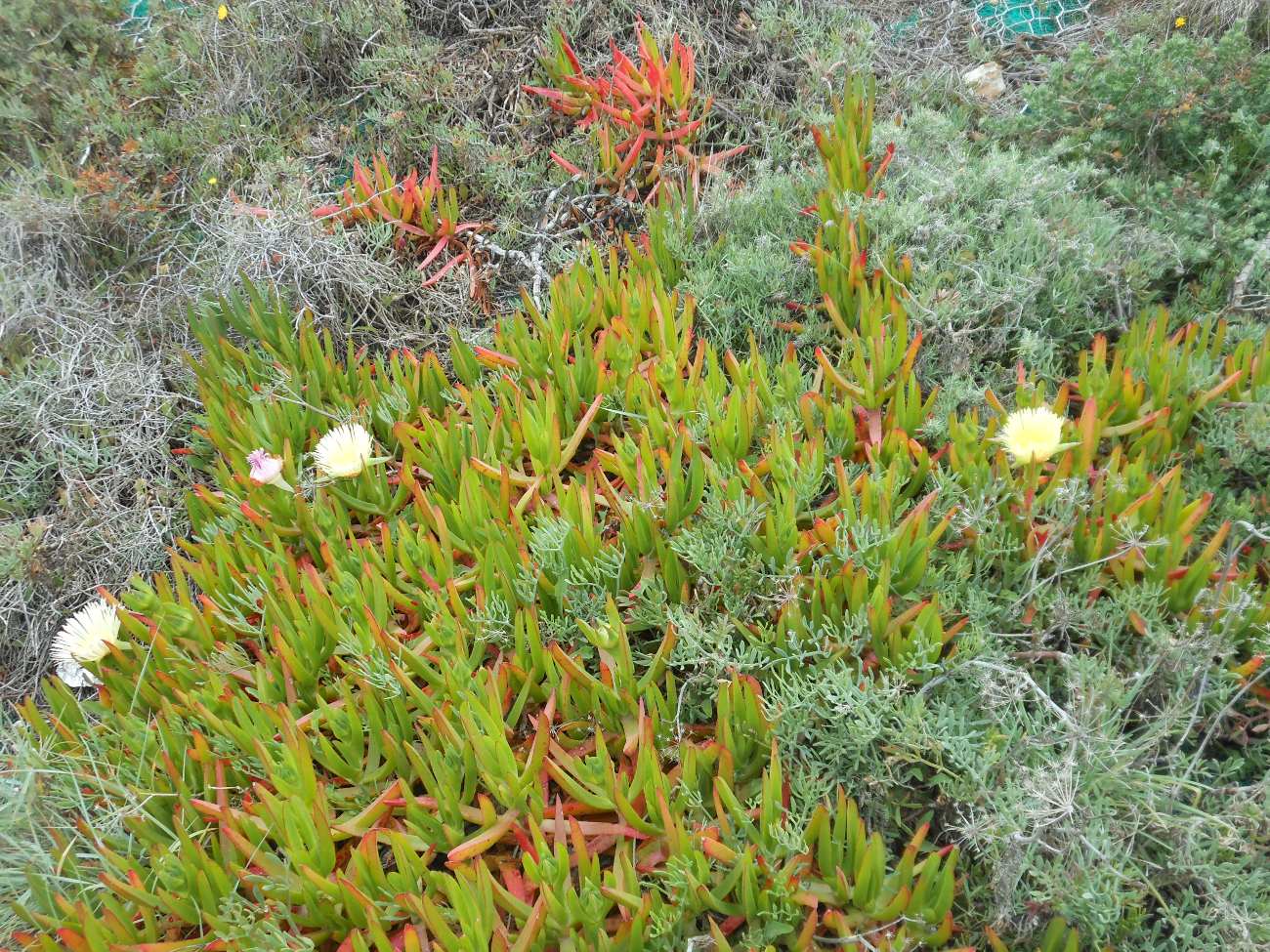 Carpobrotus acinaciformis  VS C. edulis  subsp. edulis